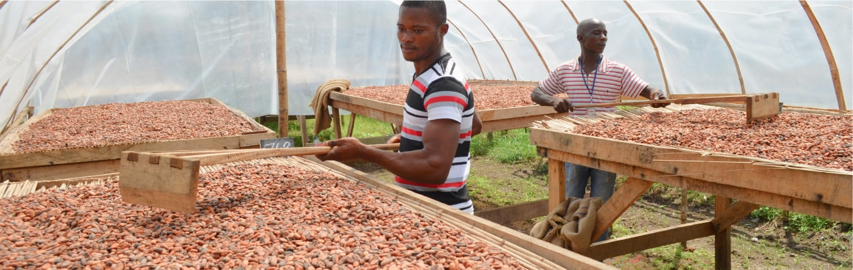Two farmers in a greenhouse spreading out Cacao beans to dry.