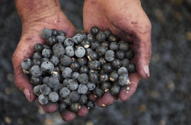Hands holding blueberries