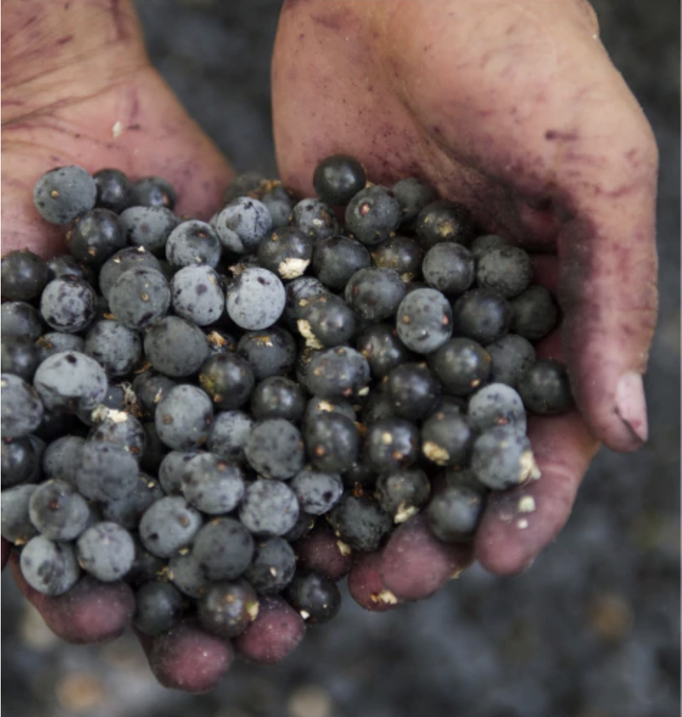 Hands holding blueberries